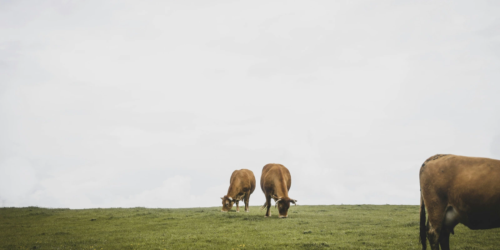Volcanologie : Processus Volcaniques et Risques Naturels